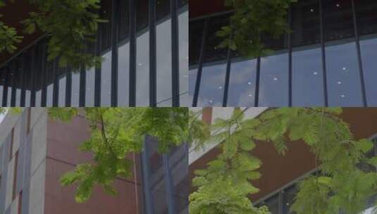 2023广州黄埔区图书馆落地窗绿叶合集高清在线视频素材下载