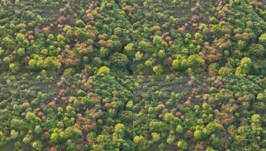 航拍秋季多彩的树林高清在线视频素材下载