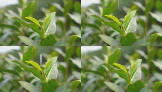 茶叶 春天 嫩叶 茶树 29高清在线视频素材下载