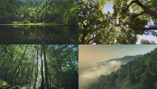 【合集】森林 茂密 自然高清在线视频素材下载