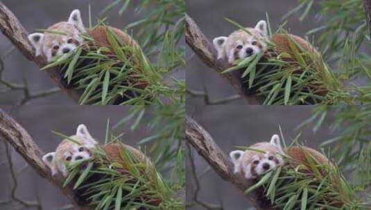 可爱的小浣熊栖息高清在线视频素材下载