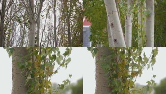 白桦树空镜头高清在线视频素材下载