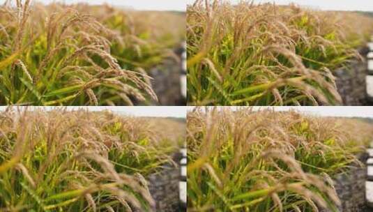 丰收的水稻，稻田高清在线视频素材下载