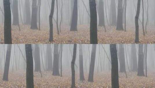 淡淡的云雾布满森林高清在线视频素材下载