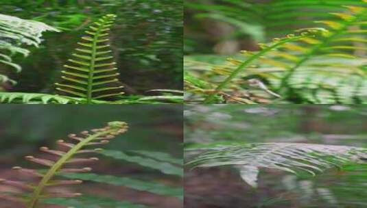 生长在热带雨林的乌毛蕨植物高清在线视频素材下载