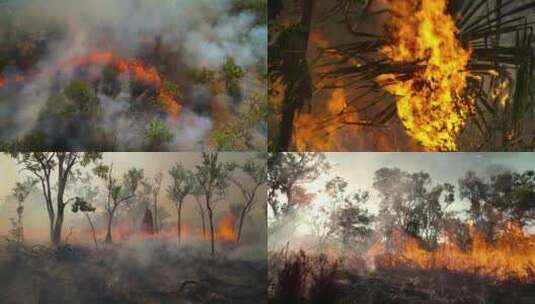 森林火灾消防救火灾害干燥易燃树木高清在线视频素材下载