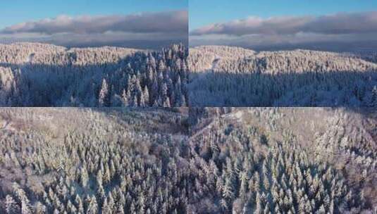 西岭雪山 雪山上的树4K高清在线视频素材下载