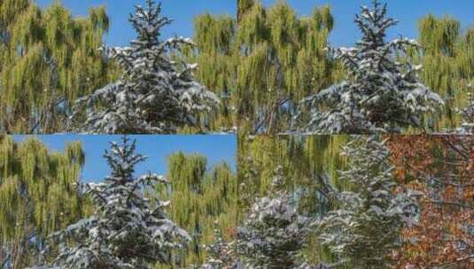 初冬雪后树木杉树柳树冰雪融化高清在线视频素材下载