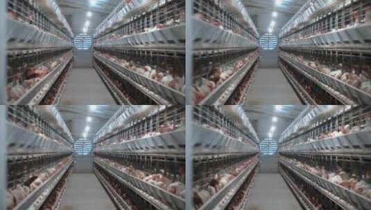 蛋鸡养殖蛋鸡养殖高清在线视频素材下载
