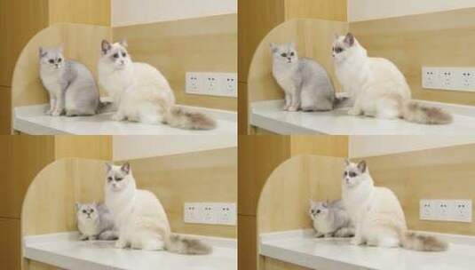 两只可爱的小猫咪高清在线视频素材下载