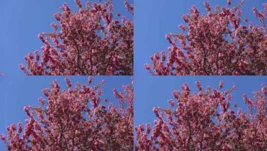 云南大理冬天盛开的冬樱花高清在线视频素材下载