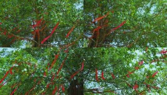 许愿树 祈福树 红飘带 风吹大树摇晃高清在线视频素材下载