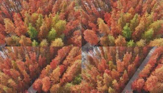 南昌鱼尾洲公园水杉的秋色高清在线视频素材下载