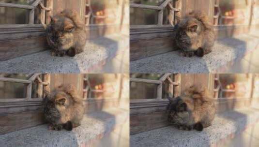 玳瑁猫在阳台休息晒太阳靠近镜头高清在线视频素材下载