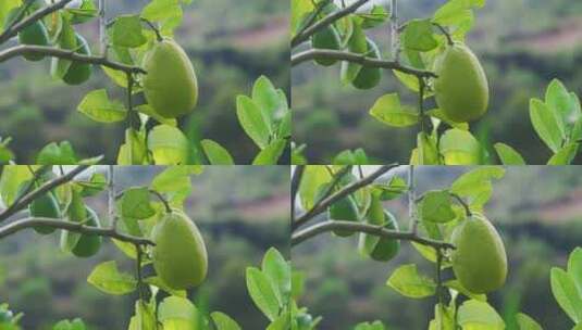 柠檬 香水柠檬种植高清在线视频素材下载