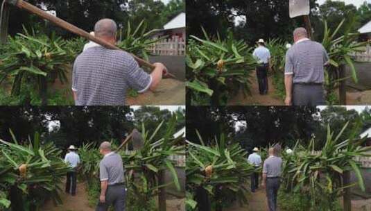 农民 种果子 果园 乡村振兴 老人家高清在线视频素材下载