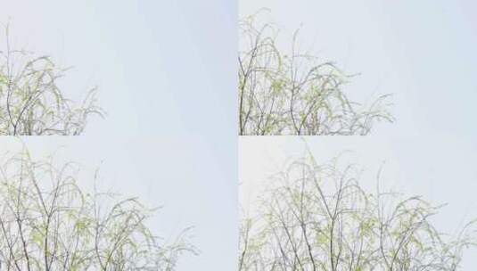 春天柳树发芽随风而动空镜高清在线视频素材下载