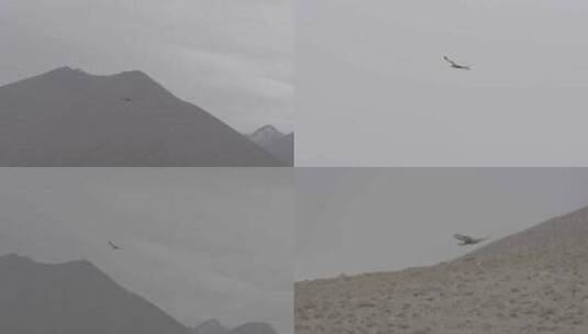 高原上飞翔的雄鹰高清在线视频素材下载