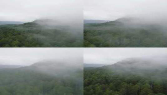 清晨森林中的雾高清在线视频素材下载