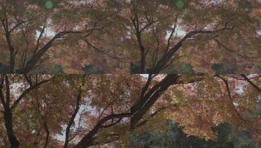黄叶枫叶 秋天落叶高清在线视频素材下载