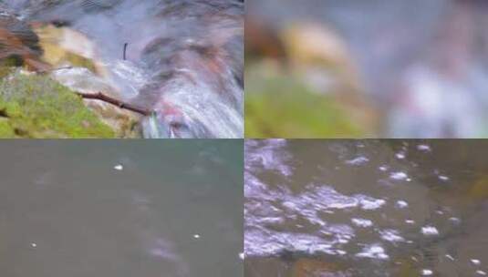 杭州植物园小溪流水风景视频素材高清在线视频素材下载