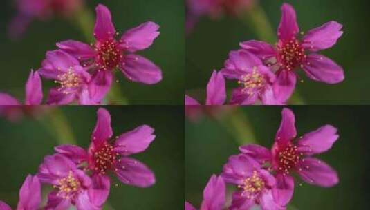 春天红色樱花早樱花朵盛开高清在线视频素材下载