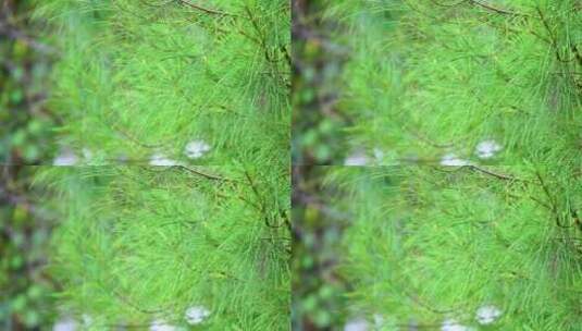 春天绿色松树枝叶特写高清在线视频素材下载