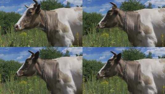 美丽的灰色和白色奶牛在草地上吃草高清在线视频素材下载
