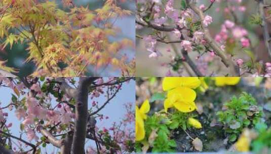 春天秋天枫树叶樱花花朵草木小清新唯美风景高清在线视频素材下载