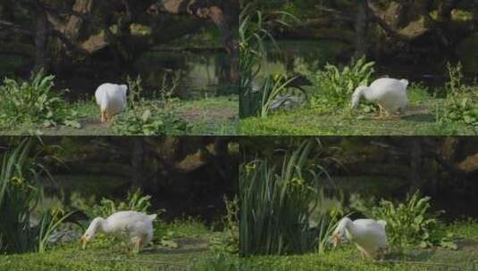 池塘边的大白鹅高清在线视频素材下载