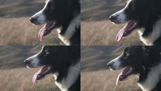 秋山背景下美丽的黑白边境牧羊犬幼崽肖像高清在线视频素材下载