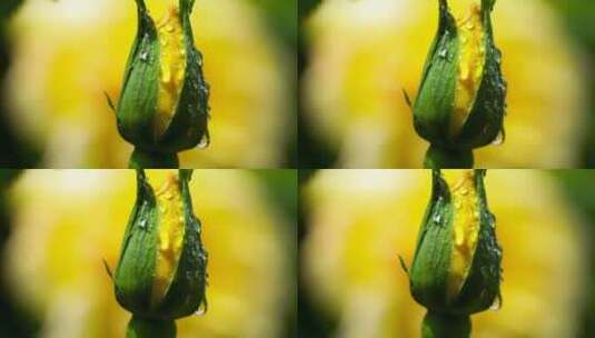 春天黄色玫瑰花花蕾特写，花蕾上的水滴露珠高清在线视频素材下载