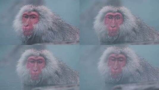 温泉中的雪猴：与日本地狱谷雅恩园的好奇灵高清在线视频素材下载