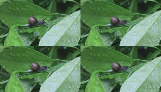 悠闲 蜗牛 缓慢爬行树叶雨水清新微距特写高清在线视频素材下载