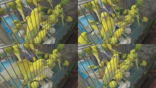鸟笼中的小鸟实拍高清在线视频素材下载
