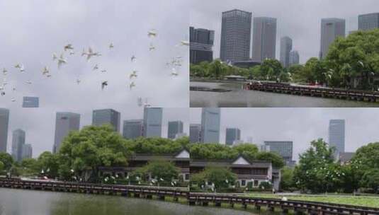 实拍城市中鸽子飞翔16高清在线视频素材下载