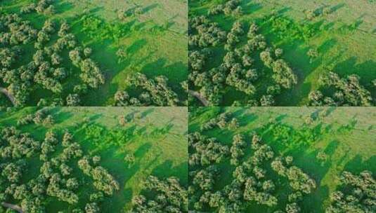 板栗林 绿色 植被高清在线视频素材下载