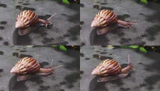 非洲蜗牛 腹足纲软体动物 6293高清在线视频素材下载
