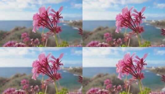 粉色的花朵 唯美空镜高清在线视频素材下载