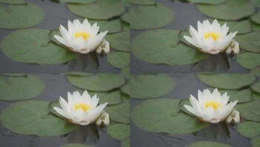 雨中水莲 莲花 睡莲 水莲高清在线视频素材下载