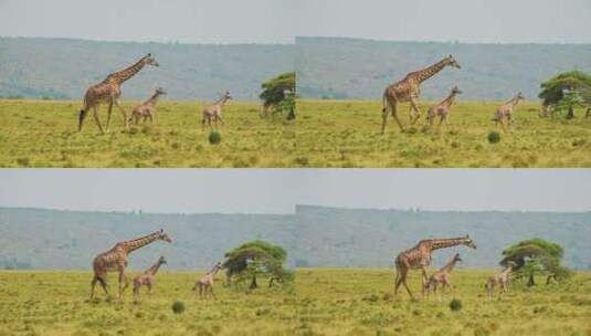 长颈鹿，小牛，非洲，草原高清在线视频素材下载