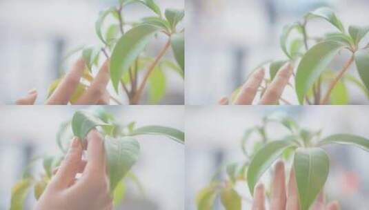 手抚摸树叶高清在线视频素材下载