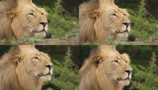 野生雄狮紧张地看着猎物，面部和鬃毛特写高清在线视频素材下载