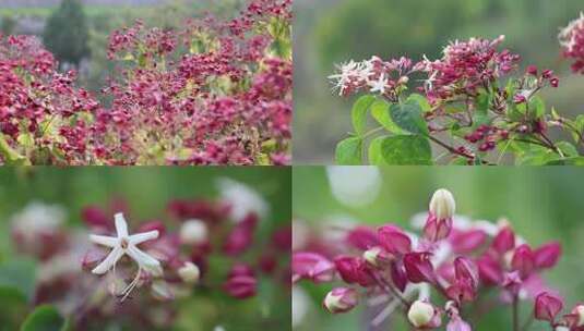 海州常山 香楸 臭芙蓉高清在线视频素材下载