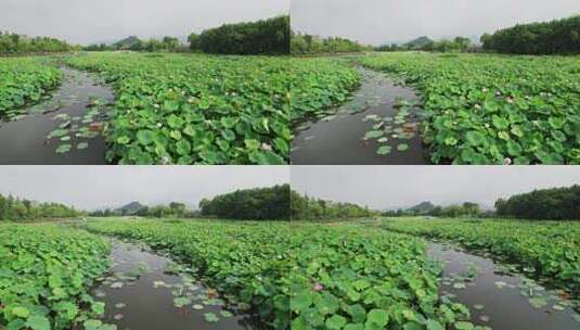 杭州湘湖十里荷塘风景航拍高清在线视频素材下载