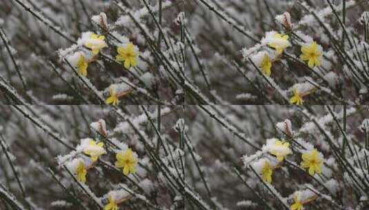 春天雪中的迎春花空境升格高清在线视频素材下载