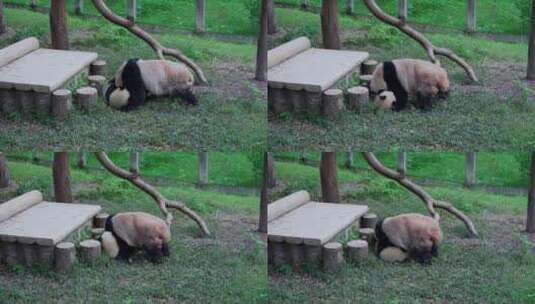熊猫母子玩耍高清在线视频素材下载