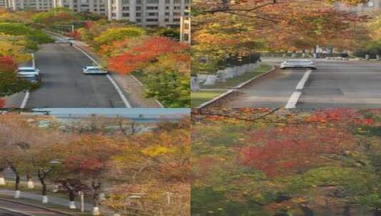 竖屏航拍威海悦海公园滨海大道金秋风景合集高清在线视频素材下载