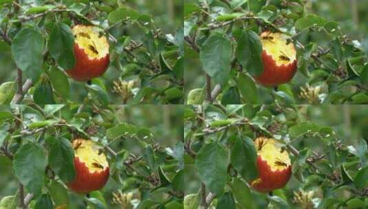 蜜蜂吃红苹果特写1个镜头4K高清在线视频素材下载
