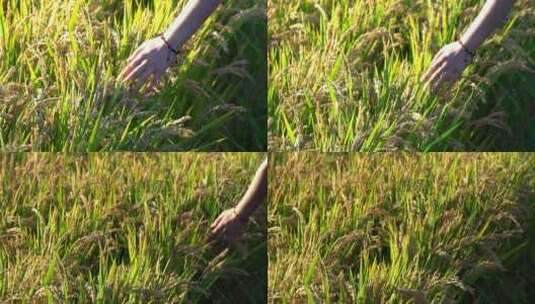 水稻培育秧苗粮食安全绿色稻田生态高清在线视频素材下载